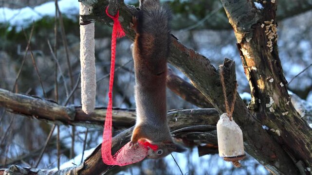 Resourceful grey squirrel hanging upside down on a tree and reaching for seeds in a bird feeder