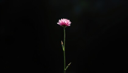 Single Pink Flower With Green Stem Bathed in Soft Sunlight Against a Dark Black Background in a Studio Setting
