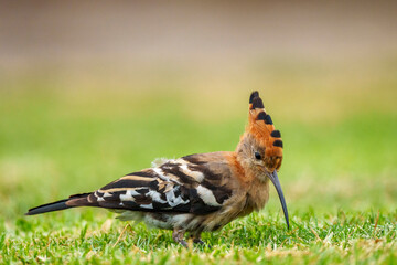 Stunning African Hoopoe (Upupa epops africana) with vibrant cinnamon plumage, black-tipped crest, and black-white wings, foraging in the Wilderness area of Garden Route National Park, South Africa. © Roger de la Harpe
