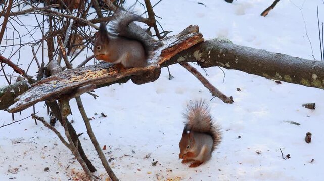 Resourceful grey squirrel hanging upside down on a tree and reaching for seeds in a bird feeder