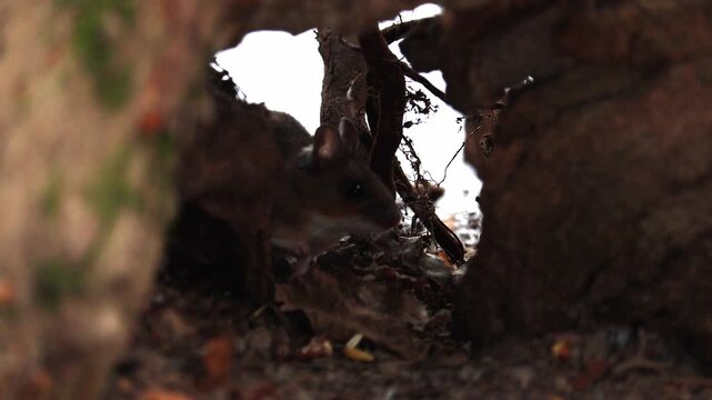 Striped field mouse (Apodemus agrarius) is looking for food on white snow