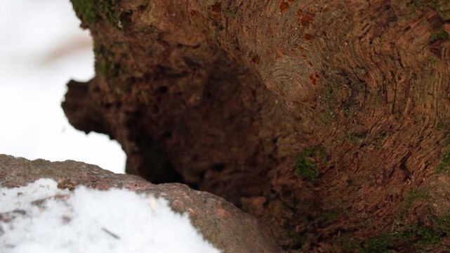 Striped field mouse (Apodemus agrarius) is looking for food on white snow