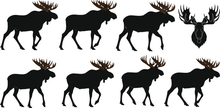 Moose silhouette vector set featuring standing poses and head emblem, black wildlife illustration for forest animal logo, nature design, hunting graphics collection