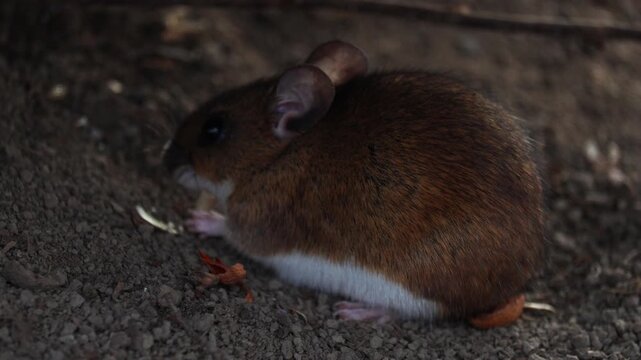 Striped field mouse (Apodemus agrarius) is looking for food on white snow