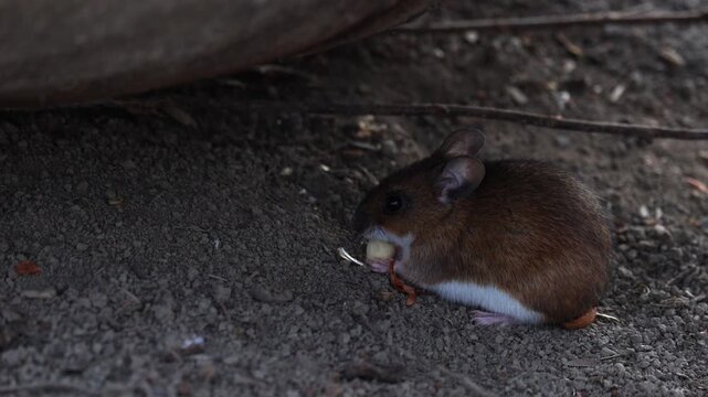 Striped field mouse (Apodemus agrarius) is looking for food on white snow