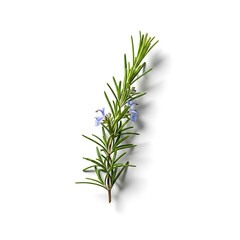 Fresh Rosemary Sprig with Delicate Blue Flowers and Green Leaves on White Background