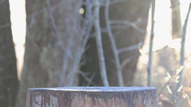 A tit sits on a stump and pecks at millet left by people on a winter day.