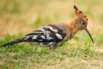 Stunning African Hoopoe (Upupa epops africana) with vibrant cinnamon plumage, black-tipped crest, and black-white wings, foraging in the Wilderness area of Garden Route National Park, South Africa. © Roger de la Harpe