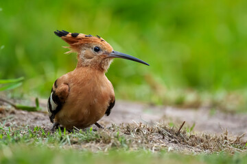 Stunning African Hoopoe (Upupa epops africana) with vibrant cinnamon plumage, black-tipped crest, and black-white wings, in the Wilderness area of Garden Route National Park, South Africa. © Roger de la Harpe