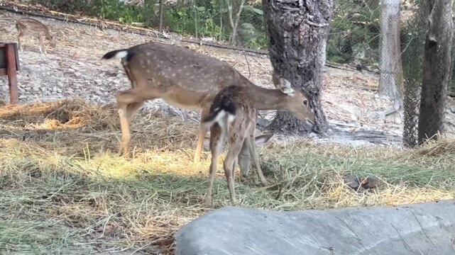 Video of two spotted deer walking and eating grass in a natural enclosure, showing calm grazing behavior, alert posture, and peaceful wildlife environment.