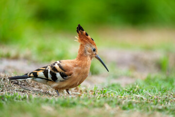 Stunning African Hoopoe (Upupa epops africana) with vibrant cinnamon plumage, black-tipped crest, and black-white wings, in the Wilderness area of Garden Route National Park, South Africa. © Roger de la Harpe
