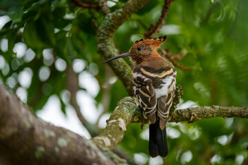 Stunning African Hoopoe (Upupa epops africana) with vibrant cinnamon plumage, black-tipped crest, and black-white wings, foraging in the Wilderness area of Garden Route National Park, South Africa. © Roger de la Harpe