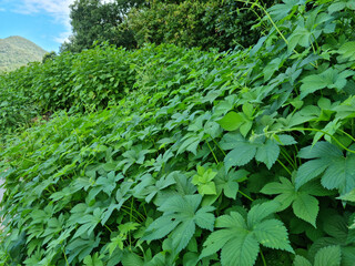 close up Humulus japonicus leaves.