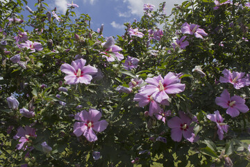 It is a blooming Hibiscus syriacus.