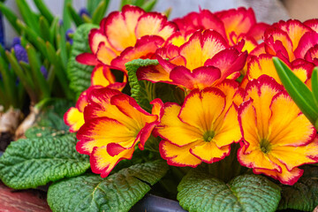 Blooming red primrose flower in the spring garden