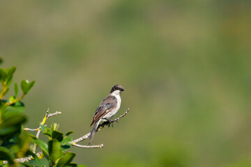 Obraz premium A fiscal flycatcher (Sigelus silens), a small passerine Old World flycatcher, perched alert on branch at Ebb and Flow Camp, Garden Route National Park, Wilderness, Western Cape, South Africa.
