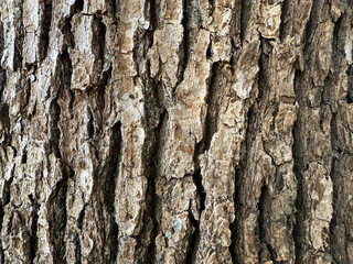 Obraz premium Rough tree bark texture background, natural wood pattern