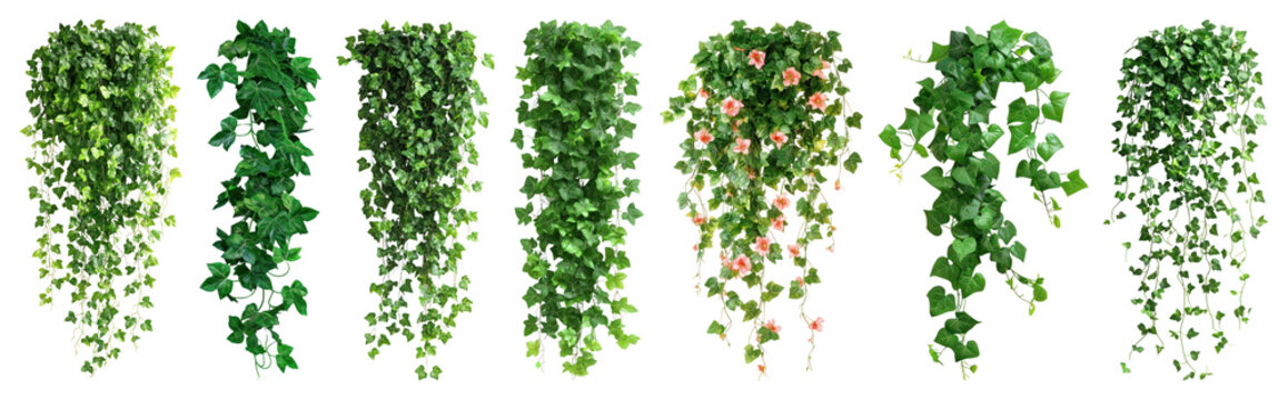 Lush cascading green vines variety
