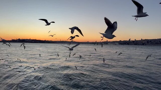 Extreme close-up shot of a flock of seagulls flying at sunrise or sunset over the Bosphorus Strait against the Maiden's Tower and with Istanbul and Hagia Sophia in the background. View of Kiz Kulesi