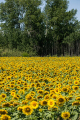 A field of ripe sunflowers on a sunny summer day