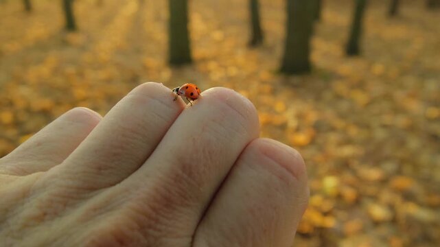 A ladybug crawls across a man's hand in the forest.