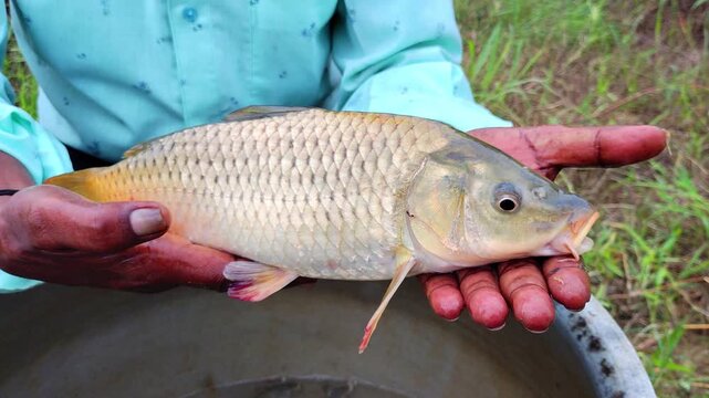 holding improved quality fish seed in hand for fish farming HD