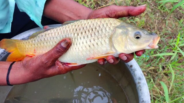 live common carp fish in hand of a farmer HD