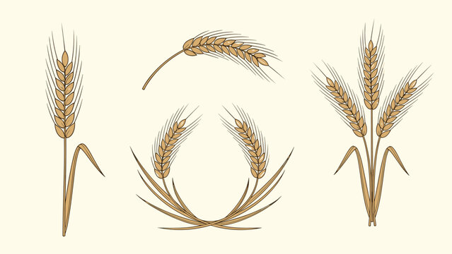 Detailed hand drawn sketches of wheat stalks and circular wreaths representing harvest agriculture and organic food products in a rustic style.