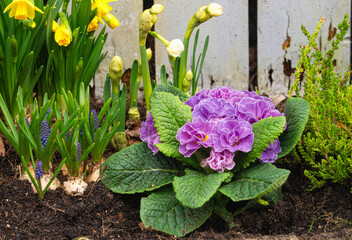 Blooming pink primrose flower in the spring garden	