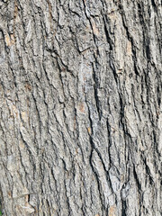 Obraz premium A closeup of deeply fissured and textured tree bark of mulberry