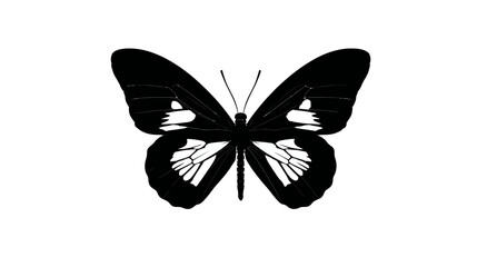 Black and white symmetrical illustration of a butterfly with detailed wing patterns against a white background