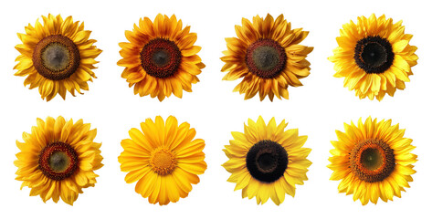 Plakat PNG Vibrant sunflowers isolated collection on transparent background