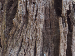 Fototapeta premium Close-up of tree bark texture photographed from a large mature tree. Detailed natural patterns and rough surfaces create an organic and earthy background, ideal for nature concepts