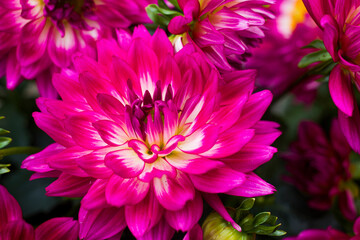 pink dahlia flower background