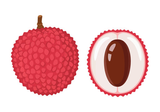 A vibrant vector illustration displaying the textured red exterior of a whole lychee alongside a sliced cross-section revealing its juicy white flesh and dark seed