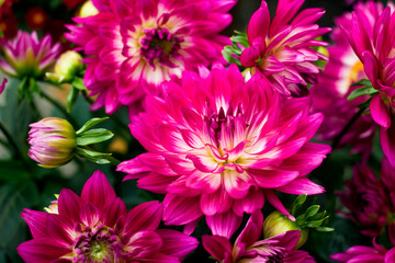 pink chrysanthemum flowers