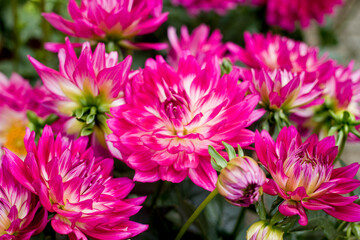 Full frame of bouquet of blooming dahlia
