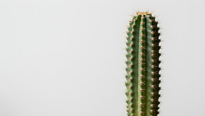 Naklejka premium Cactus: A solitary cactus stands tall, its unique form and spiky silhouette set against a backdrop, exuding the raw beauty and resilience of nature.