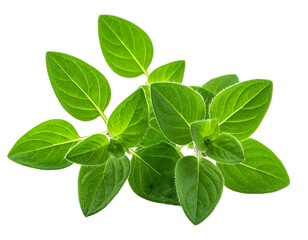 Obraz premium Fresh, vibrant green oregano herb leaves against a stark black background