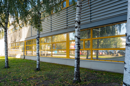 Sunlight on birch and trees beside windows as modern architecture facade highlights sustainable urban design today in Stockholm Sweden