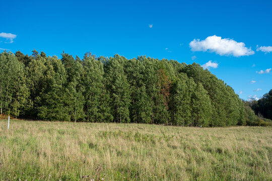 Summer sky over meadow and grass landscape meets forest edge creating rural nature mood for sustainable outdoor travel in Stockholm Sweden