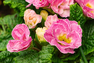 Blooming pink primrose flower in the spring garden	
