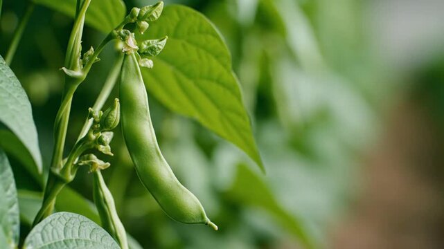 Fresh green bean pod growing on a plant in a garden