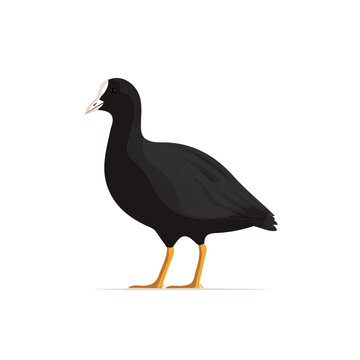 2D flat vector illustration of Coot, designed in a clean icon style and isolated on a white background.