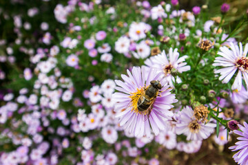 garden asters in close-up. on a blurred background