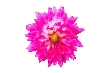 pink dahlia isolated on white background