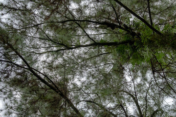 Fototapeta premium Low angle view looking up into the canopy of a pine tree