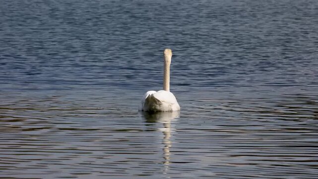 The Mute swan, Cygnus olor is a species of swan and a member of the waterfowl family Anatidae. Here swimming on a lake.