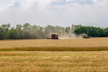 Harvesting wheat on a sunny summer day