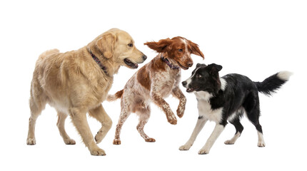 Fototapeta premium Three Lively Dogs Including Golden Retriever, Brittany Spaniel and Border Collie in Playful Motion, Showcasing Unique Traits and Joyful Canine Interaction on Transparent Background